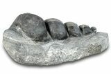 Devonian Fossil Gastropod Internal Mold - Issoumour, Morocco #282800-1